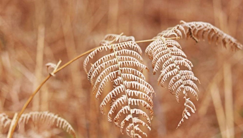 A dried fern plant. Image; Kerstin Riemer