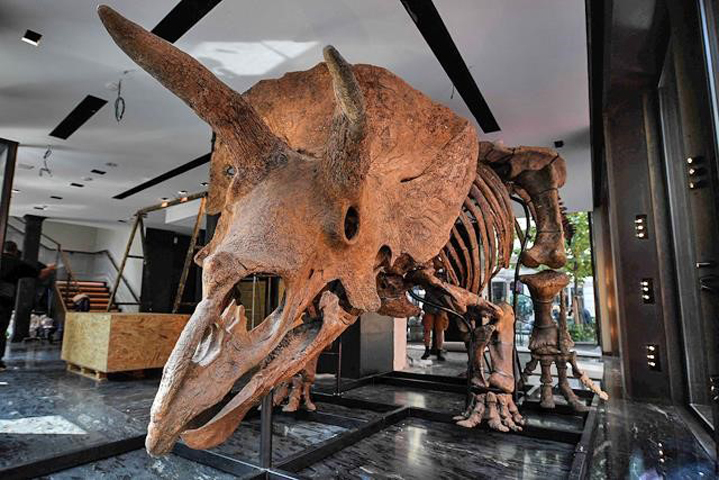 A triceratops BIG JOHN was sold at Drouot auction house in Paris, France. AFP

