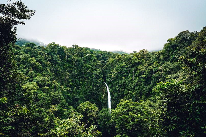 The Costa Rican rainforest, one of the richest areas of biodiversity in the world.Fabio Fistarol